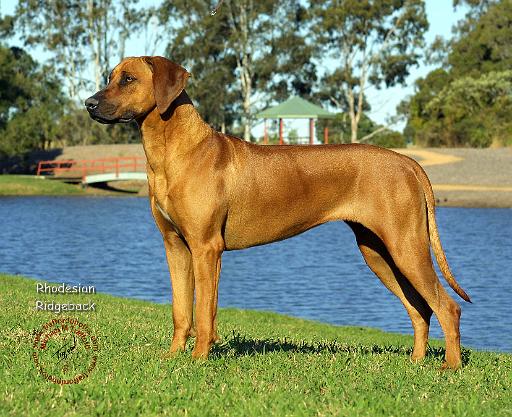 Rhodesian Ridgeback 9P017D-287.JPG